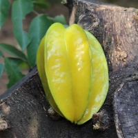 Khế chín nhà trồng tự nhiên